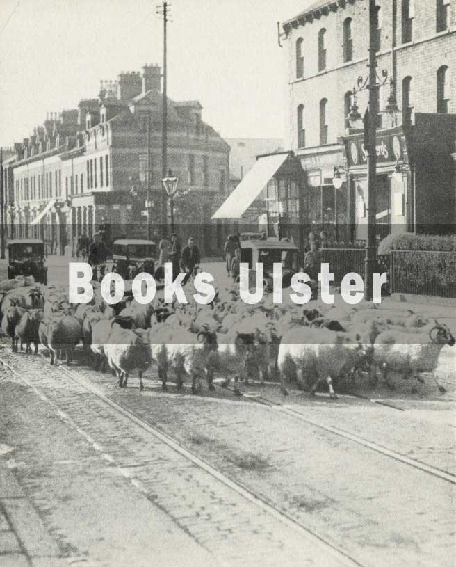 sheep on ulster street